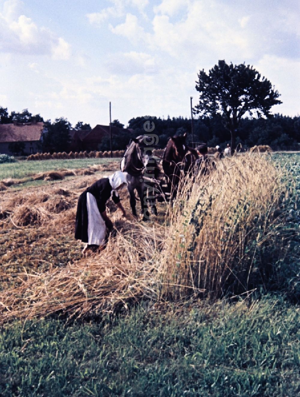 GDR photo archive: Teicha - Farmers harvesting grain and sheaf laying on a harvested field in Teicha in the state Saxony on the territory of the former GDR, German Democratic Republic
