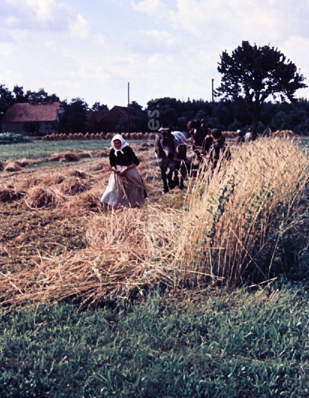 GDR picture archive: Teicha - Farmers harvesting grain and sheaf laying on a harvested field in Teicha in the state Saxony on the territory of the former GDR, German Democratic Republic