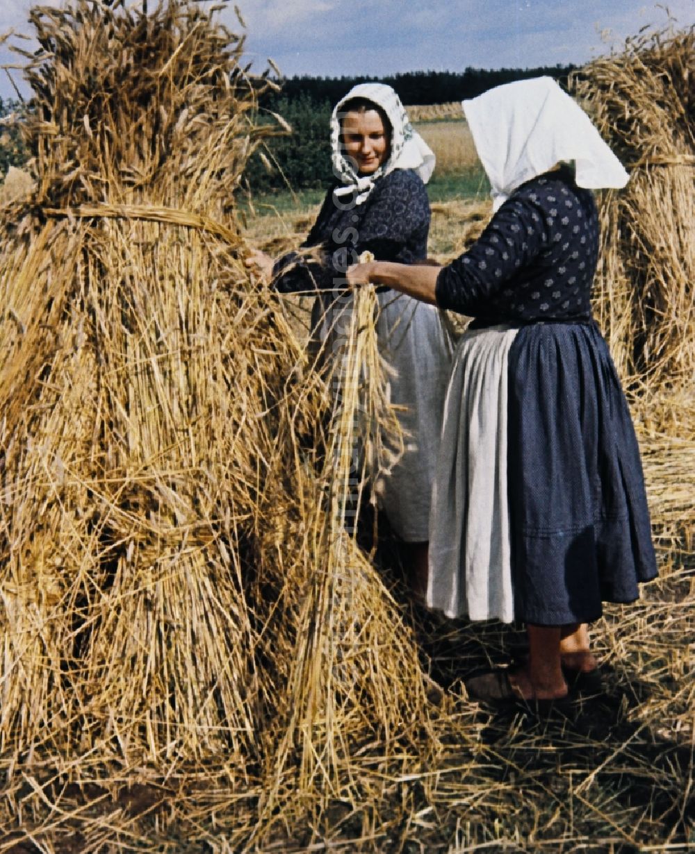 Teicha: Farmers harvesting grain and sheaf laying on a harvested field in Teicha in the state Saxony on the territory of the former GDR, German Democratic Republic