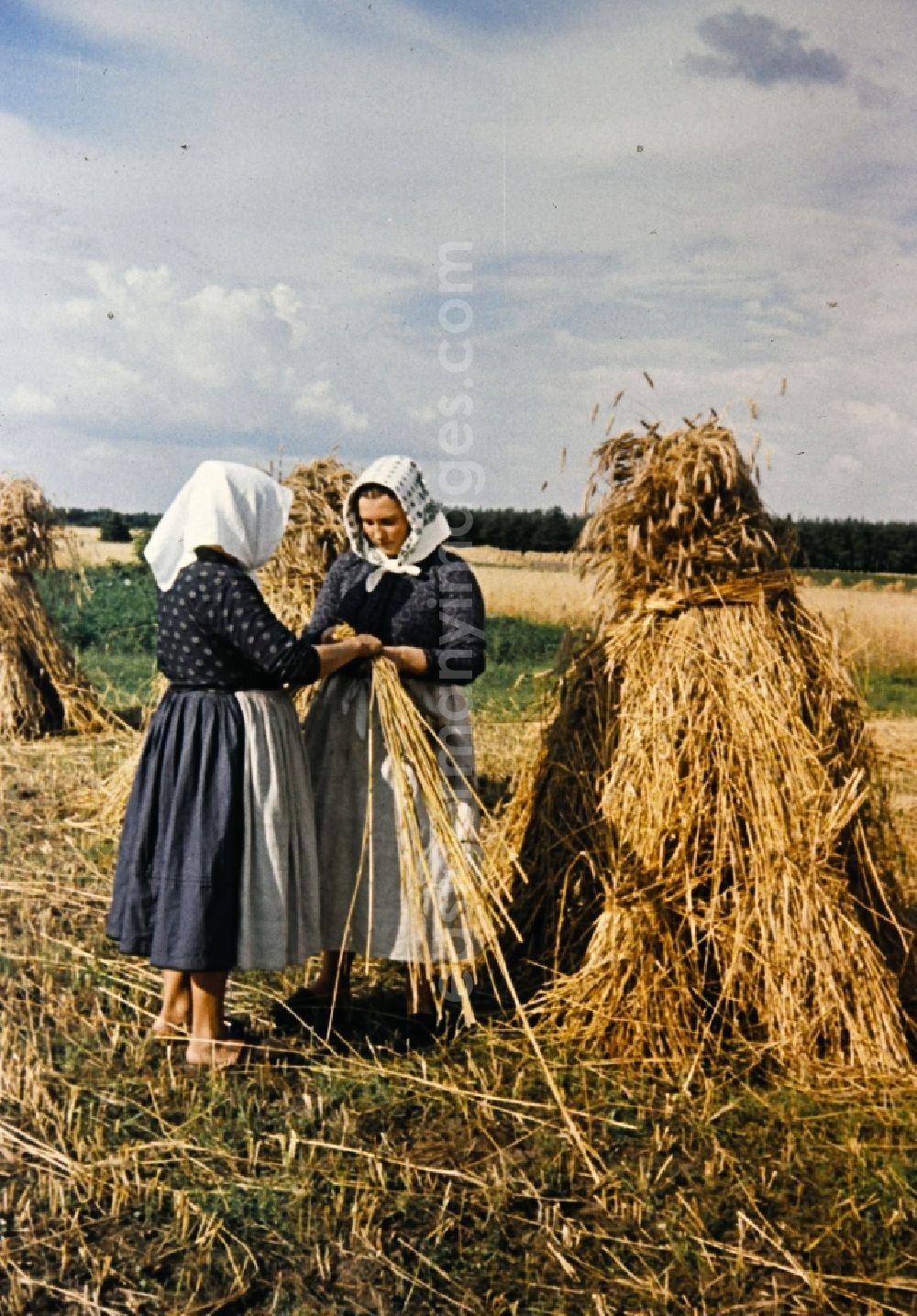 GDR photo archive: Teicha - Farmers harvesting grain and sheaf laying on a harvested field in Teicha in the state Saxony on the territory of the former GDR, German Democratic Republic