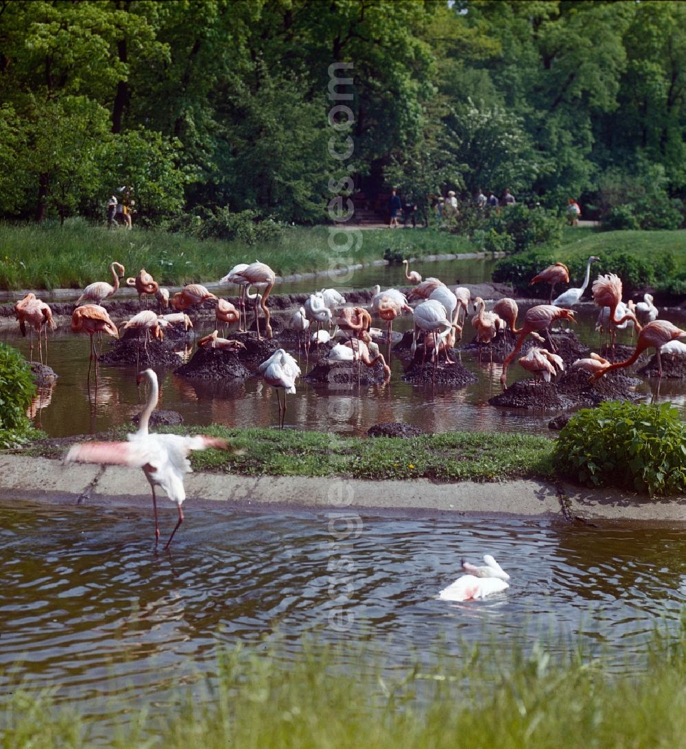 GDR image archive: Berlin - Enclosure of flamingos in the Berlin Zoo in Berlin, the former capital of the GDR, German Democratic Republic