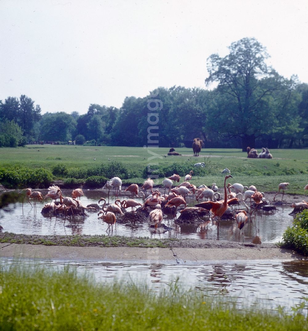 GDR photo archive: Berlin - Enclosure of flamingos in the Berlin Zoo in Berlin, the former capital of the GDR, German Democratic Republic