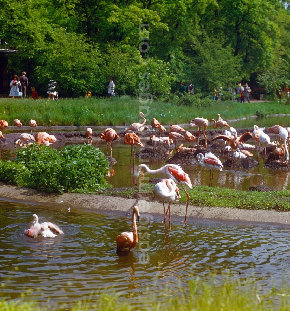 GDR picture archive: Berlin - Enclosure of flamingos in the Berlin Zoo in Berlin, the former capital of the GDR, German Democratic Republic