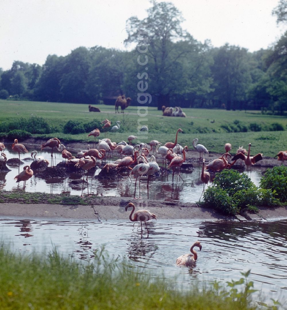 Berlin: Enclosure of flamingos in the Berlin Zoo in Berlin, the former capital of the GDR, German Democratic Republic