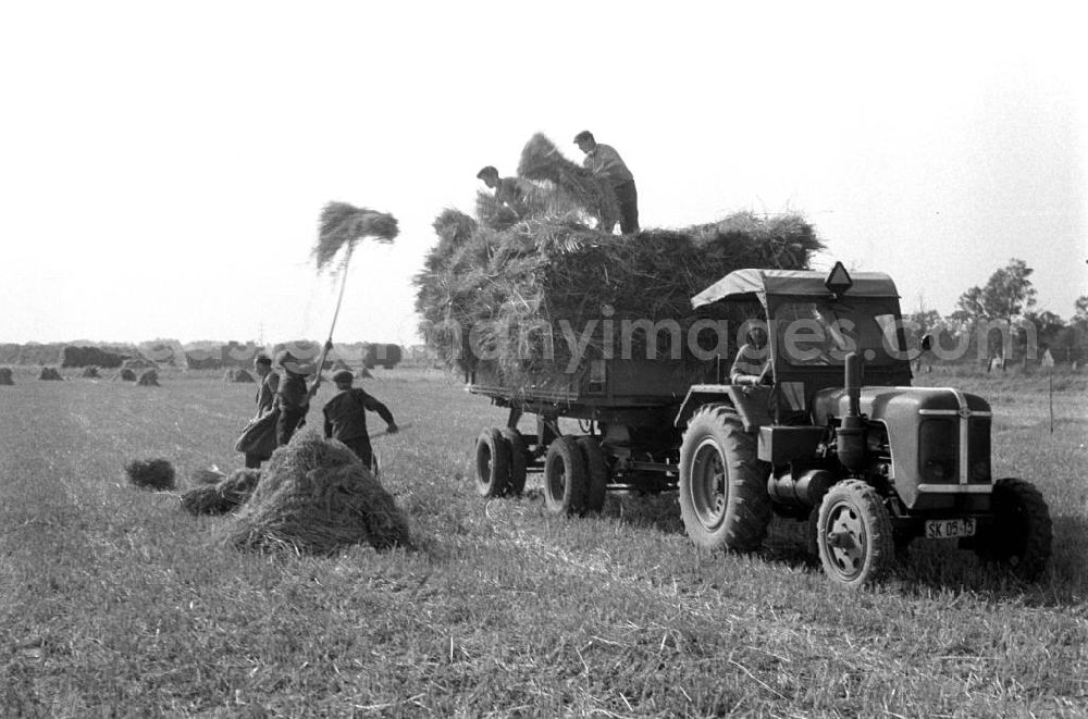GDR image archive: Schkeuditz - Getreideernte auf einem Feld in der Nähe von Leipzig.