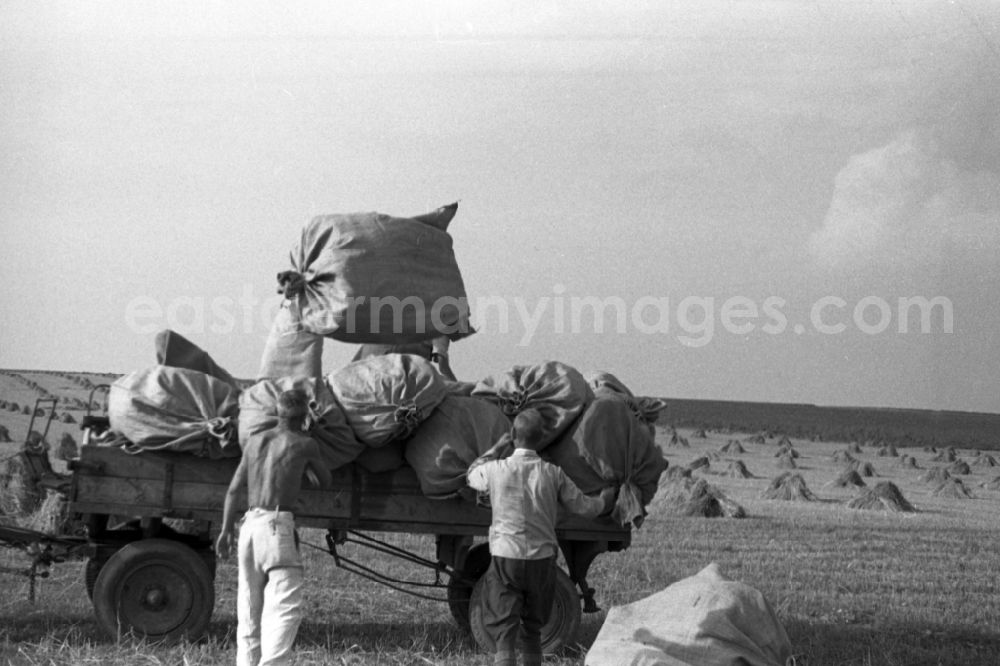 GDR photo archive: Trossin - Grain harvest on a field in Trossin in the federal state Saxony in Germany
