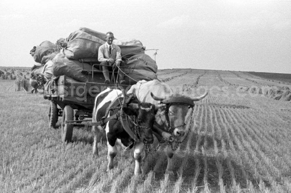 GDR picture archive: Trossin - Grain harvest on a field in Trossin in the federal state Saxony in Germany
