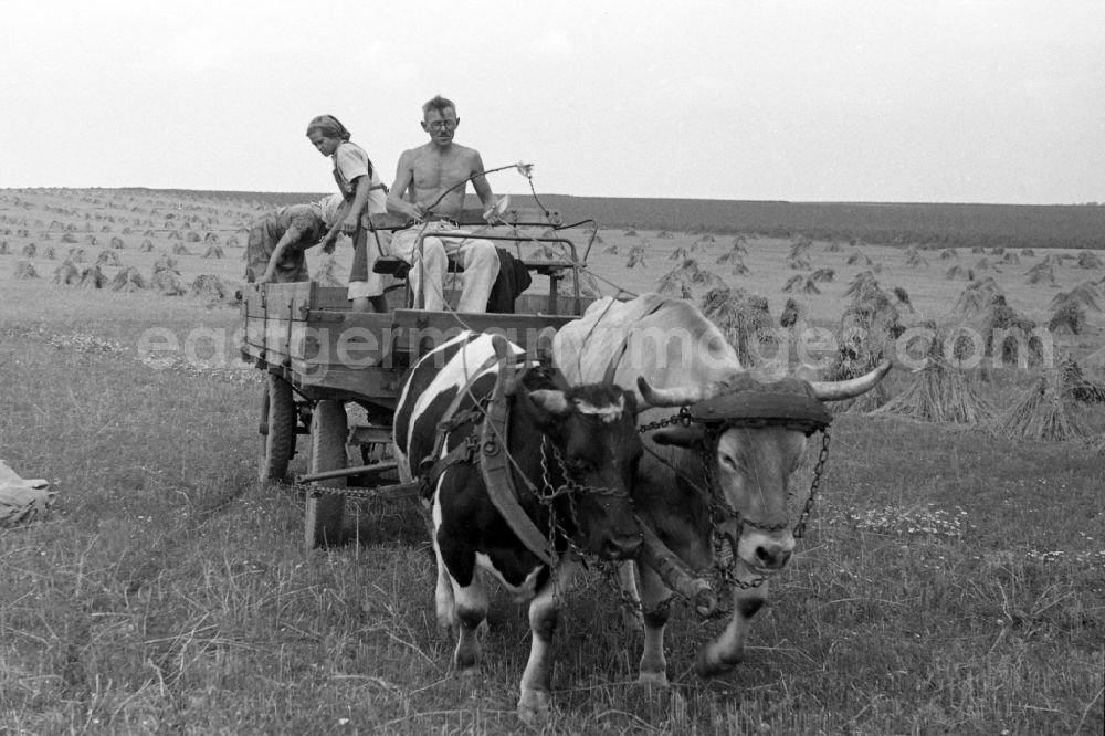 GDR image archive: Trossin - Grain harvest on a field in Trossin in the federal state Saxony in Germany