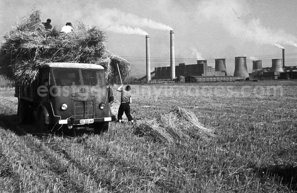 GDR image archive: Espenhain - Junge Männer bei der Getreideernte auf einem Feld bei Espenhain. Doch die ländliche Idylle trügt: Espenhain galt vor allem aufgrund des 1942 errichteten und in den 50er Jahren weiter ausgebauten Braunkohlekraftwerkes Espenhain als dreckigste Stadt in der DDR. 199