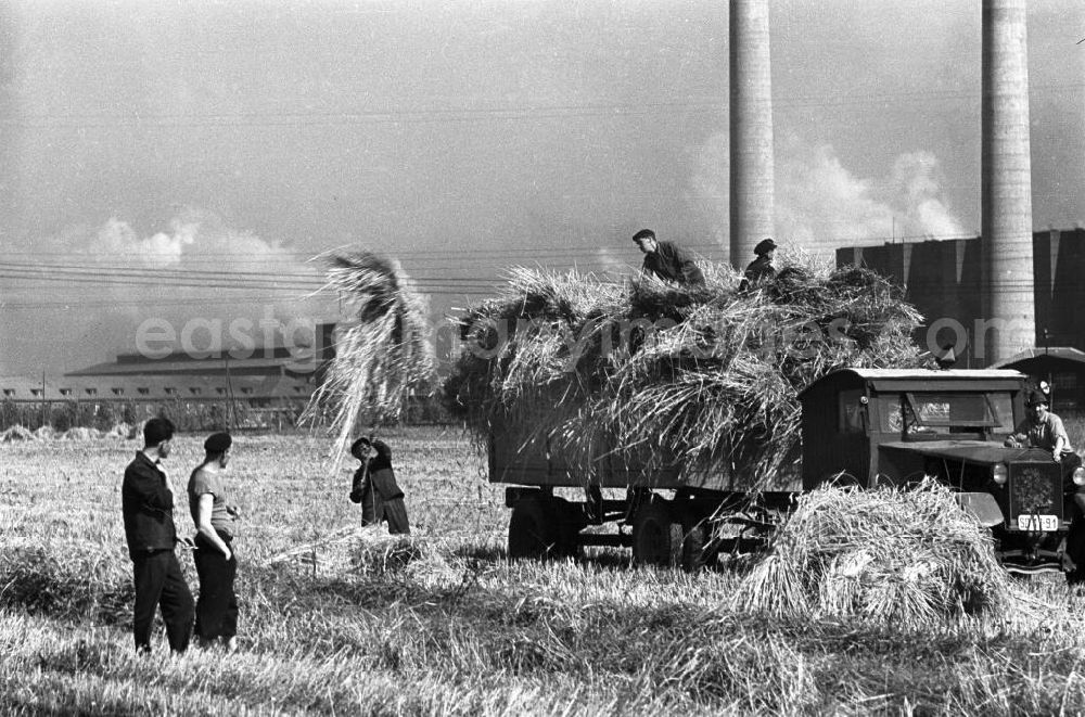 GDR photo archive: Espenhain - Junge Männer bei der Getreideernte auf einem Feld bei Espenhain. Doch die ländliche Idylle trügt: Espenhain galt vor allem aufgrund des 1942 errichteten und in den 50er Jahren weiter ausgebauten Braunkohlekraftwerkes Espenhain als dreckigste Stadt in der DDR. 199