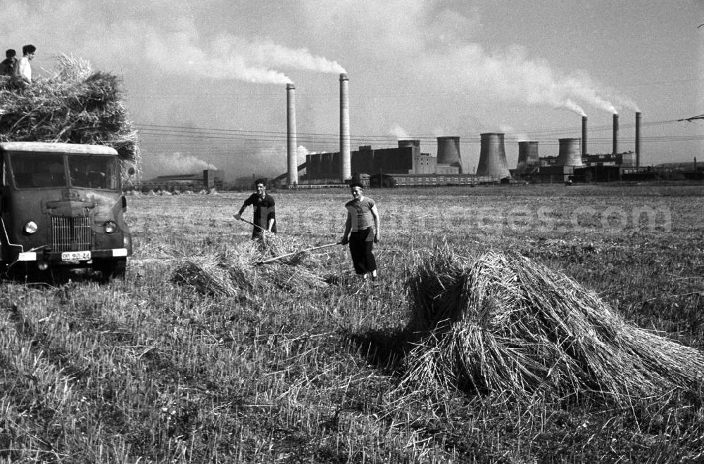 Espenhain: Junge Männer bei der Getreideernte auf einem Feld bei Espenhain. Doch die ländliche Idylle trügt: Espenhain galt vor allem aufgrund des 1942 errichteten und in den 50er Jahren weiter ausgebauten Braunkohlekraftwerkes Espenhain als dreckigste Stadt in der DDR. 199