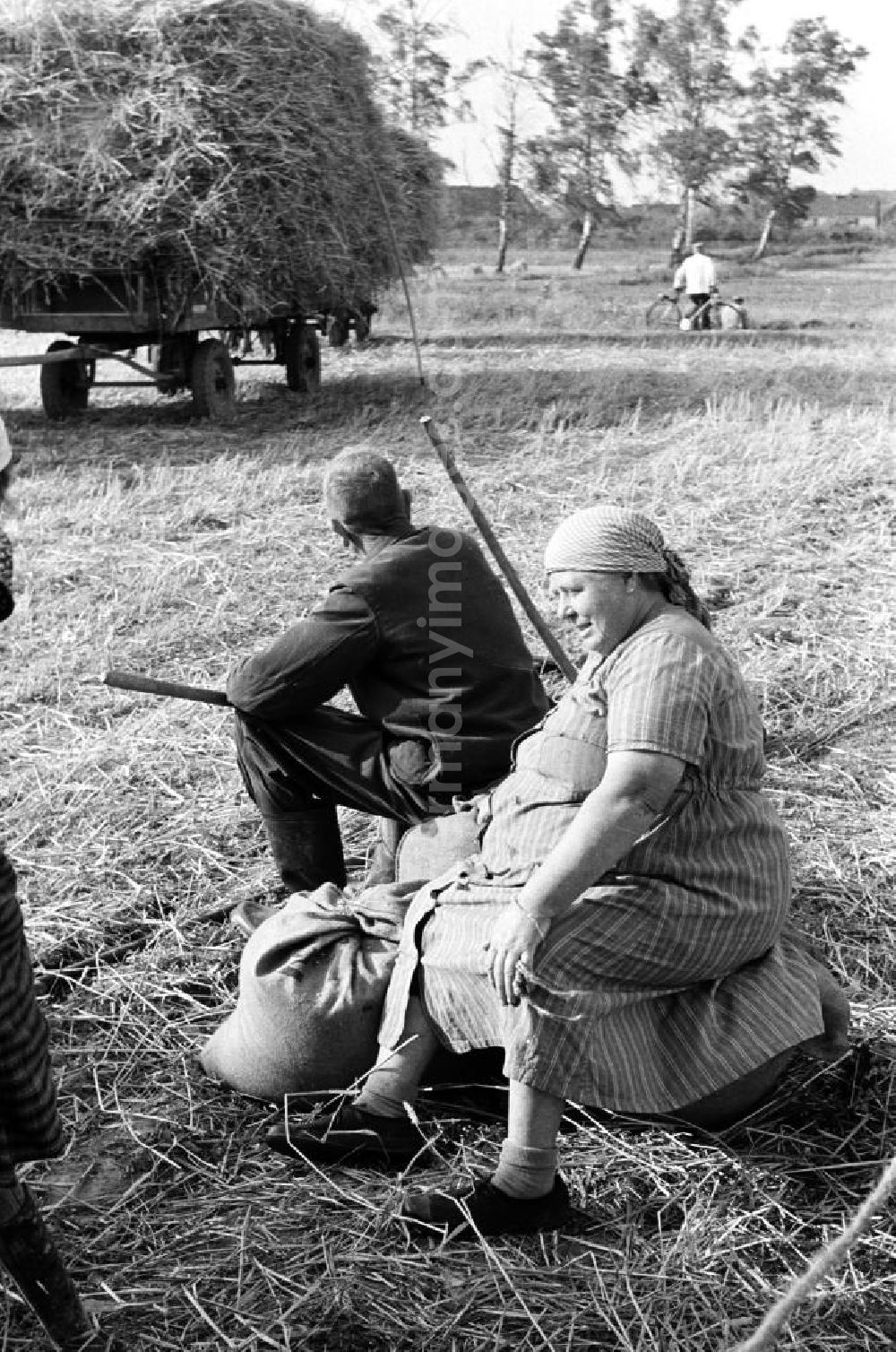 GDR photo archive: Schkeuditz - Getreideernte auf einem Feld in der Nähe von Leipzig. [Bestmögliche Bildqualität nach Vorlage]