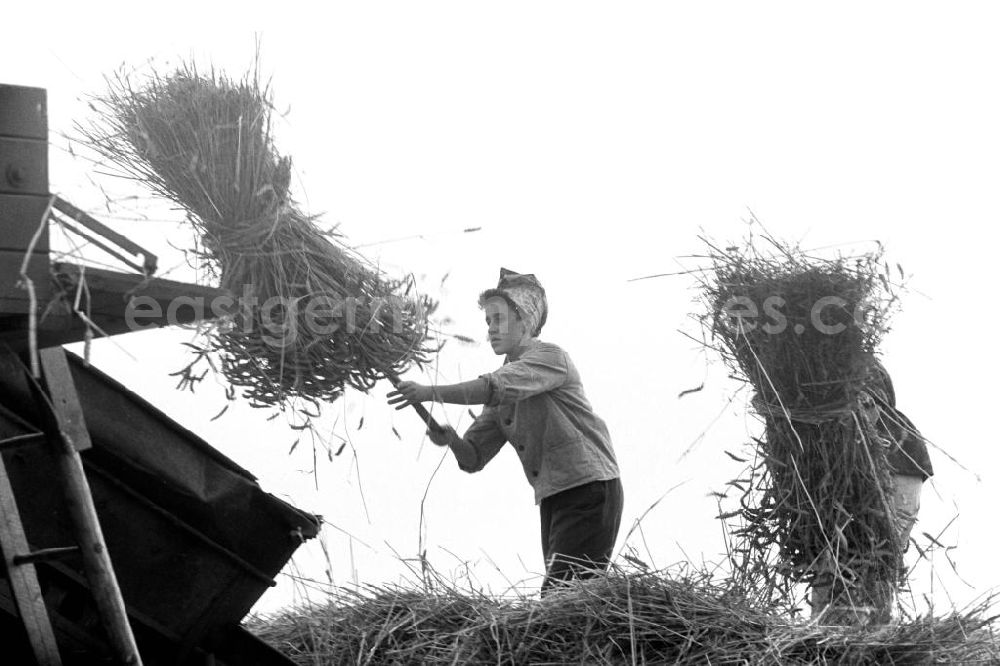 GDR picture archive: Schkeuditz - Getreideernte auf einem Feld in der Nähe von Leipzig. [Bestmögliche Bildqualität nach Vorlage]