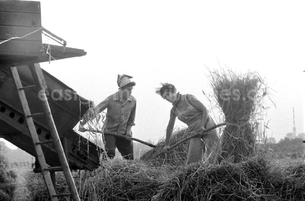 GDR image archive: Schkeuditz - Getreideernte auf einem Feld in der Nähe von Leipzig. [Bestmögliche Bildqualität nach Vorlage]