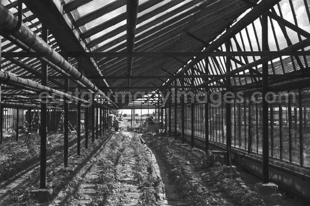 Trinwillershagen: New construction of a greenhouse on the German Agricultural Production Cooperative LPG Rotes Banner in Trinwillershagen in Mecklenburg-Western Pomerania