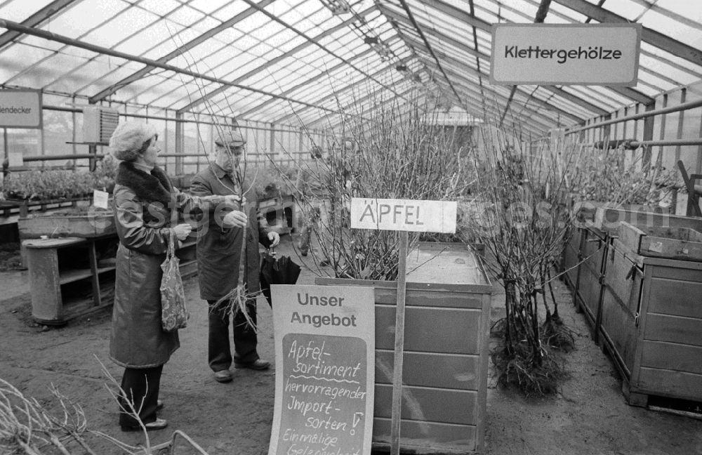 GDR picture archive: Berlin - Autumn sales of young apple trees and other plants in the nursery garden Spaeth in Berlin, the former capital of the GDR, German democratic republic