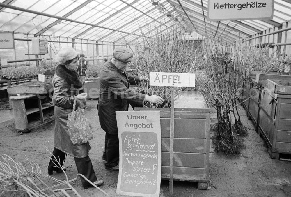 Berlin: Autumn sales of young apple trees and other plants in the nursery garden Spaeth in Berlin, the former capital of the GDR, German democratic republic