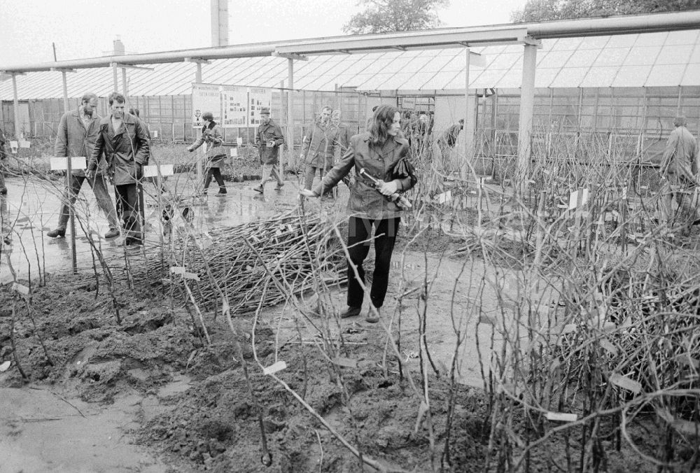 GDR picture archive: Berlin - Autumn sales of young shrubs, woods and other plants in the nursery garden Spaeth in Berlin, the former capital of the GDR, German democratic republic