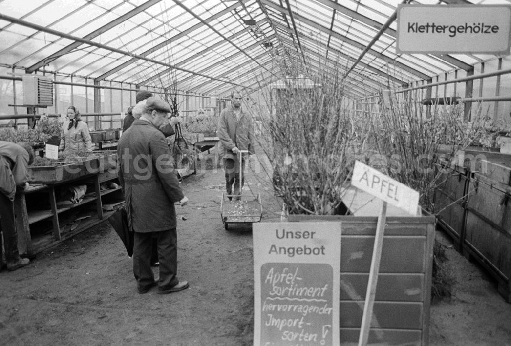 Berlin: Autumn sales of young apple trees and other plants in the nursery garden Spaeth in Berlin, the former capital of the GDR, German democratic republic