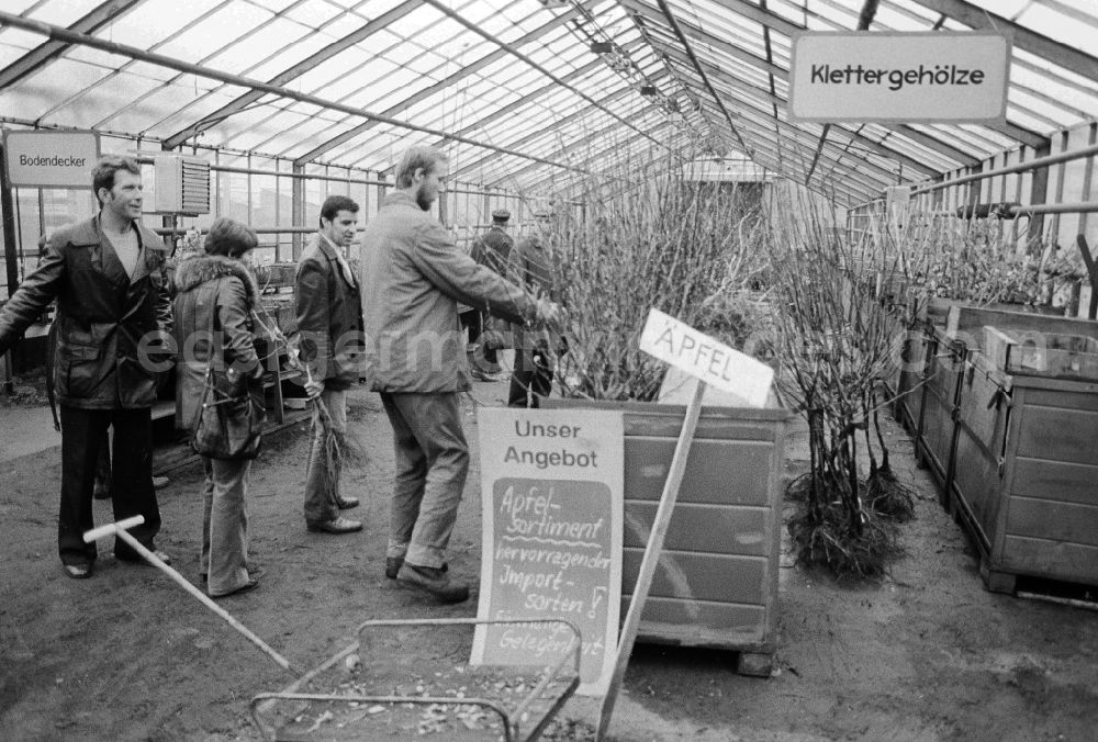 GDR image archive: Berlin - Autumn sales of young apple trees and other plants in the nursery garden Spaeth in Berlin, the former capital of the GDR, German democratic republic