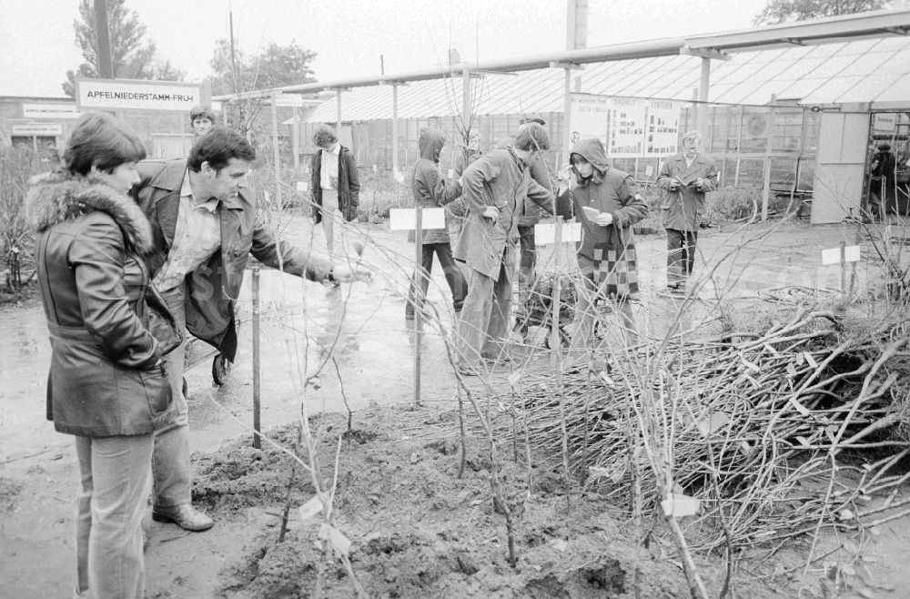 GDR photo archive: Berlin - Autumn sales of young apple trees and other plants in the nursery garden Spaeth in Berlin, the former capital of the GDR, German democratic republic