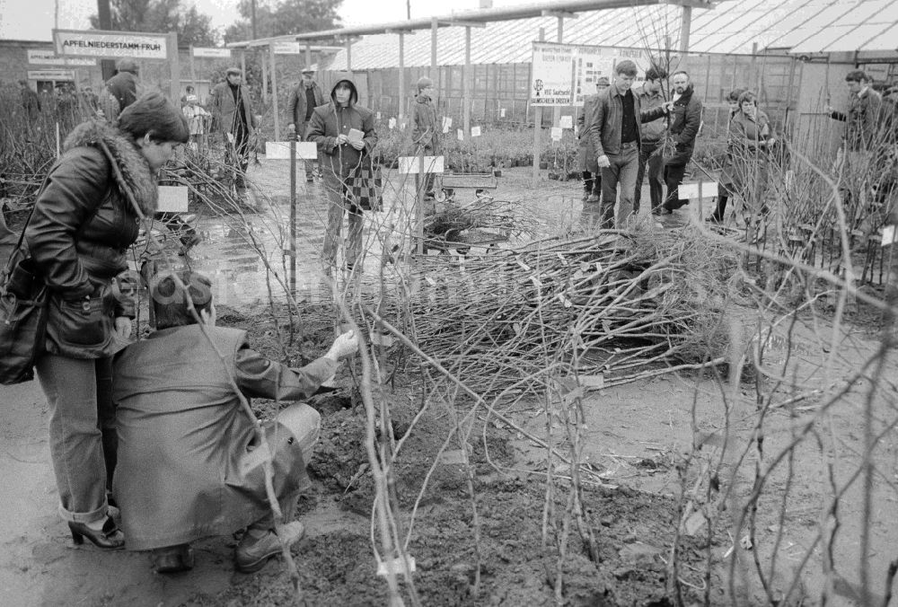 GDR picture archive: Berlin - Autumn sales of young shrubs, woods and other plants in the nursery garden Spaeth in Berlin, the former capital of the GDR, German democratic republic