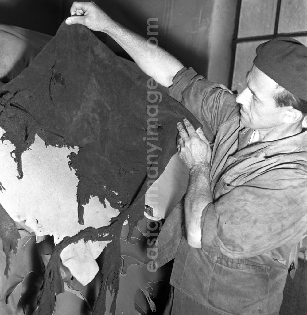 Stolpen: Preparation of animal hides for drying after pig slaughter in a LPG slaughterhouse in Stolpen, Saxony in the territory of the former GDR, German Democratic Republic