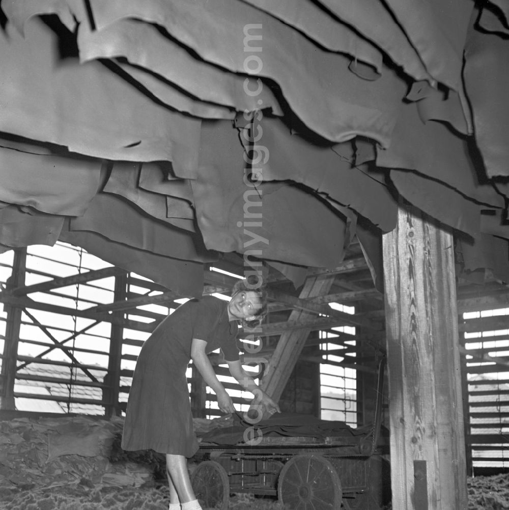 GDR image archive: Stolpen - Animals today are hung up to dry after pig slaughter, in a LPG slaughterhouse in Stolpen, Saxony in the area of the former GDR, German Democratic Republic