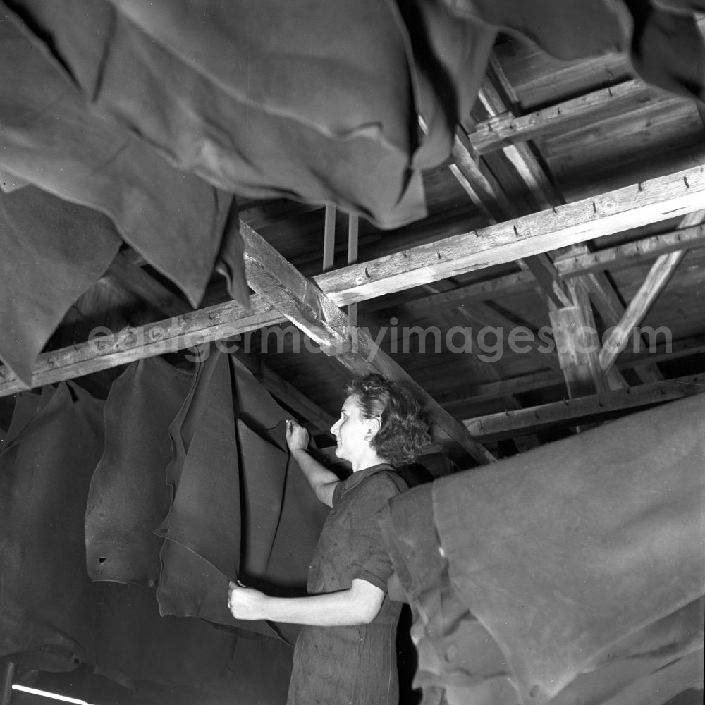 GDR picture archive: Stolpen - Animals today are hung up to dry after pig slaughter, in a LPG slaughterhouse in Stolpen, Saxony in the area of the former GDR, German Democratic Republic