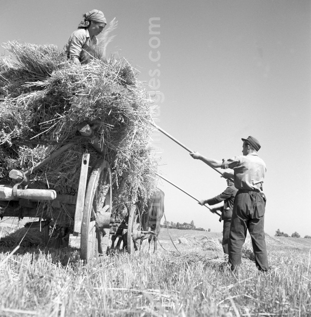 GDR picture archive: Groß Schwaß - Farmers for straw and hay harvest on agricultural fields and farmland in Gross Schwass in the state Mecklenburg-Western Pomerania on the territory of the former GDR, German Democratic Republic