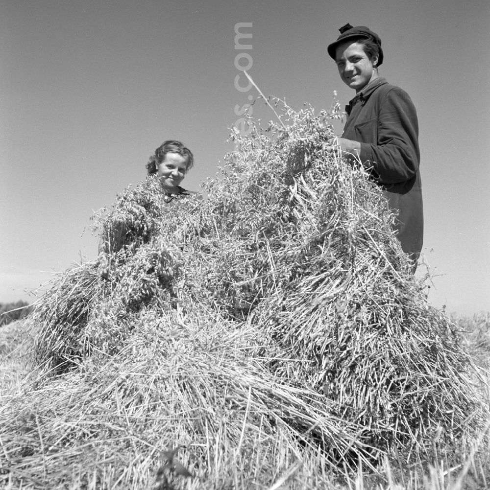 GDR photo archive: Groß Schwaß - Farmers for straw and hay harvest on agricultural fields and farmland in Gross Schwass in the state Mecklenburg-Western Pomerania on the territory of the former GDR, German Democratic Republic