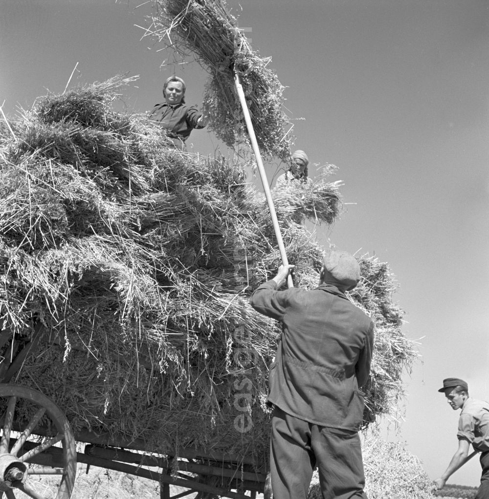 Groß Schwaß: Farmers for straw and hay harvest on agricultural fields and farmland in Gross Schwass in the state Mecklenburg-Western Pomerania on the territory of the former GDR, German Democratic Republic