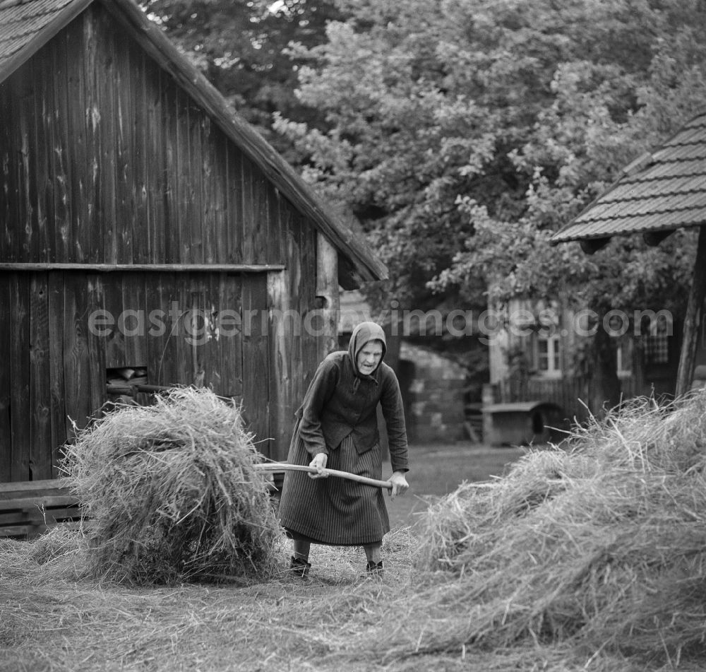 GDR photo archive: Boxberg - Farmers harvesting straw and hay on agricultural fields and farmland of a Sorbian farmer's wife on a farm in the Spray district in Boxberg, Baden-Wuerttemberg on the territory of the former GDR, German Democratic Republic. A very old Serbian woman in a conventional day dress stacks hay on a haystack with a fork