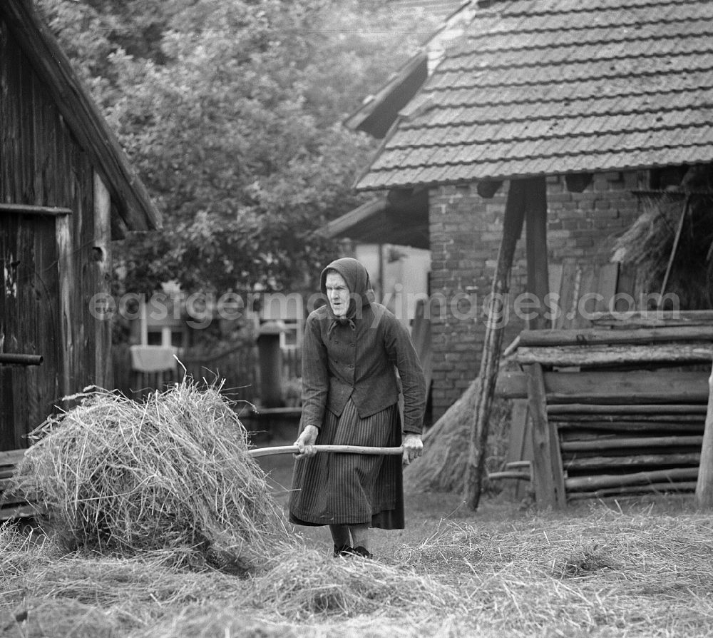 GDR picture archive: Boxberg - Farmers harvesting straw and hay on agricultural fields and farmland of a Sorbian farmer's wife on a farm in the Spray district in Boxberg, Baden-Wuerttemberg on the territory of the former GDR, German Democratic Republic. A very old Serbian woman in a conventional day dress stacks hay on a haystack with a fork