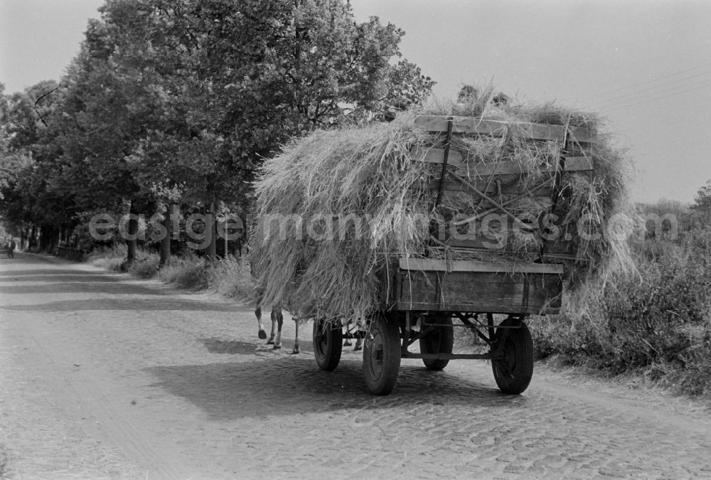 GDR photo archive: Fahrland - Hay transport with a wagon on a country road in Fahrland in the state Brandenburg on the territory of the former GDR, German Democratic Republic