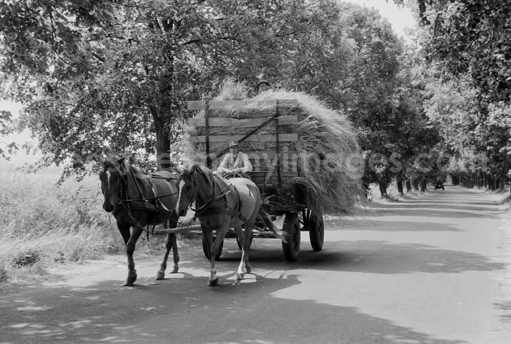 GDR picture archive: Fahrland - Hay transport with a wagon on a country road in Fahrland in the state Brandenburg on the territory of the former GDR, German Democratic Republic