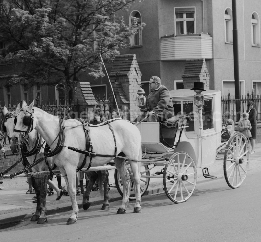 Berlin - Prenzlauer Berg: A wedding carriage in Berlin - Prenzlauer Berg. Pulling the coach of two white horses