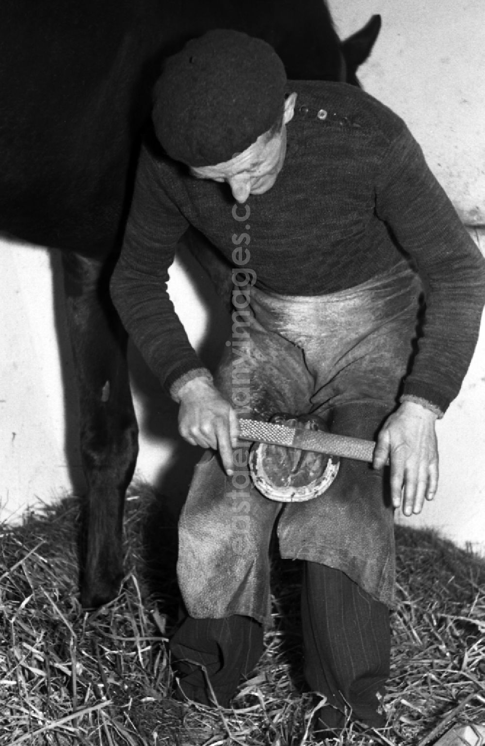 Dresden: Farrier - Farrier shoeing horses' hooves in Dresden in the state Saxony on the territory of the former GDR, German Democratic Republic