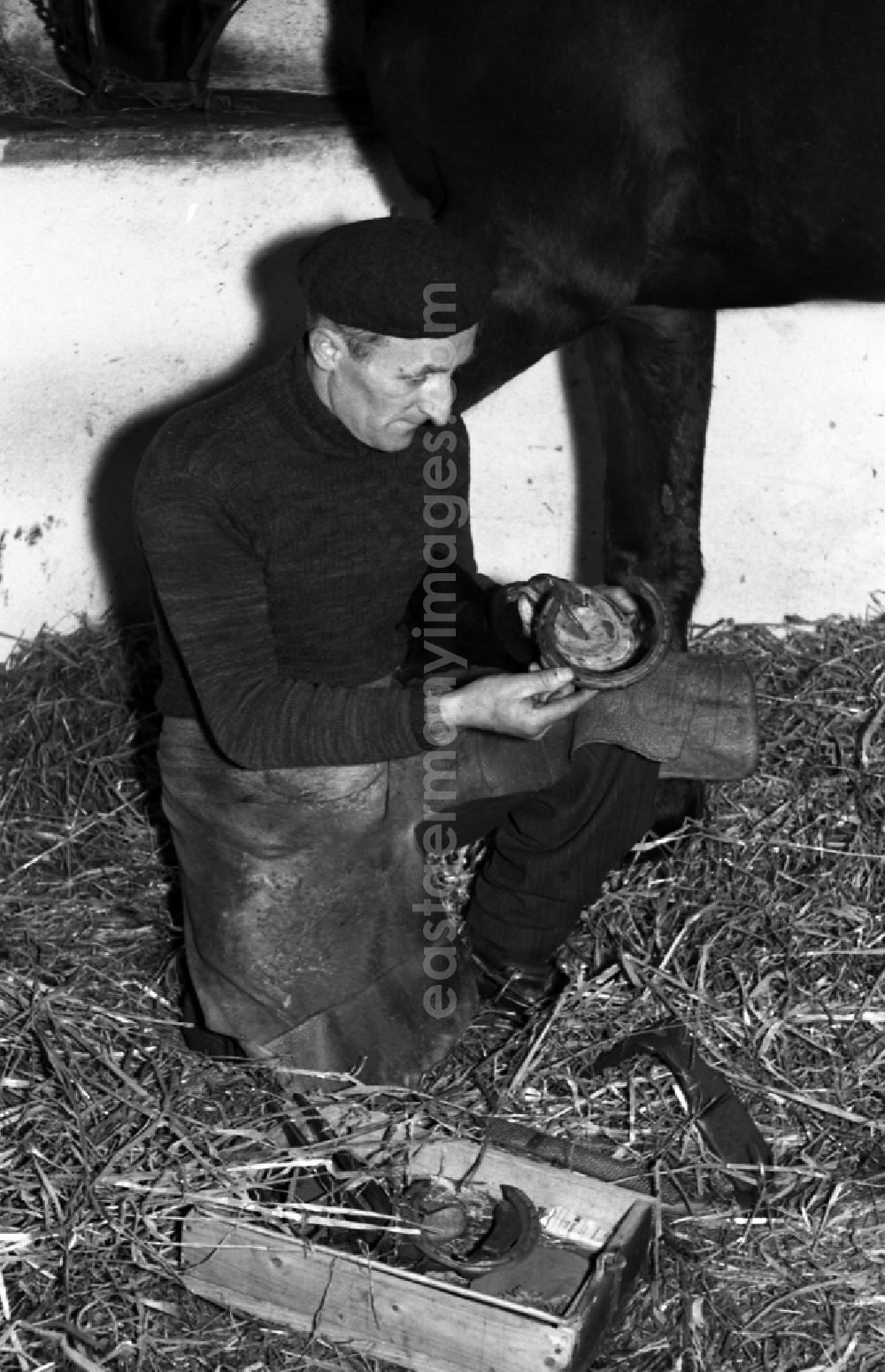 GDR picture archive: Dresden - Farrier - Farrier shoeing horses' hooves in Dresden in the state Saxony on the territory of the former GDR, German Democratic Republic