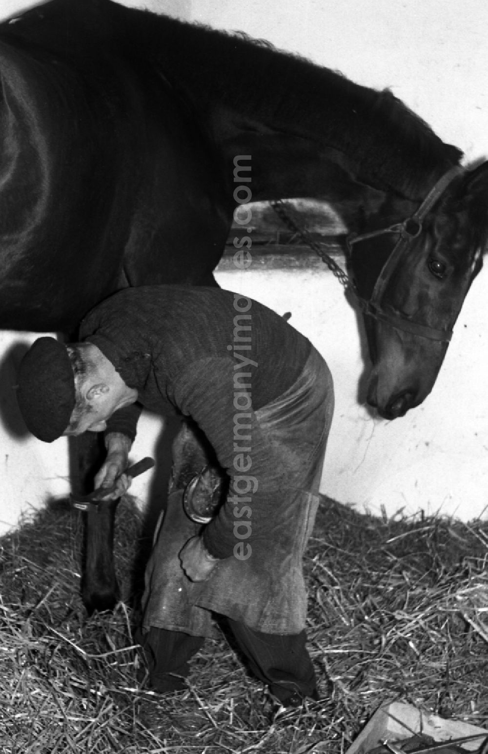 GDR image archive: Dresden - Farrier - Farrier shoeing horses' hooves in Dresden in the state Saxony on the territory of the former GDR, German Democratic Republic