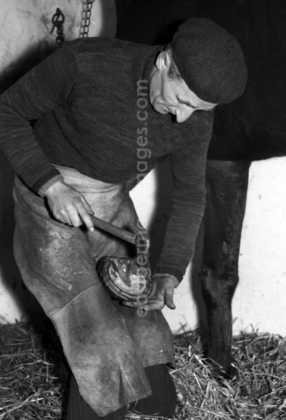 GDR photo archive: Dresden - Farrier - Farrier shoeing horses' hooves in Dresden in the state Saxony on the territory of the former GDR, German Democratic Republic