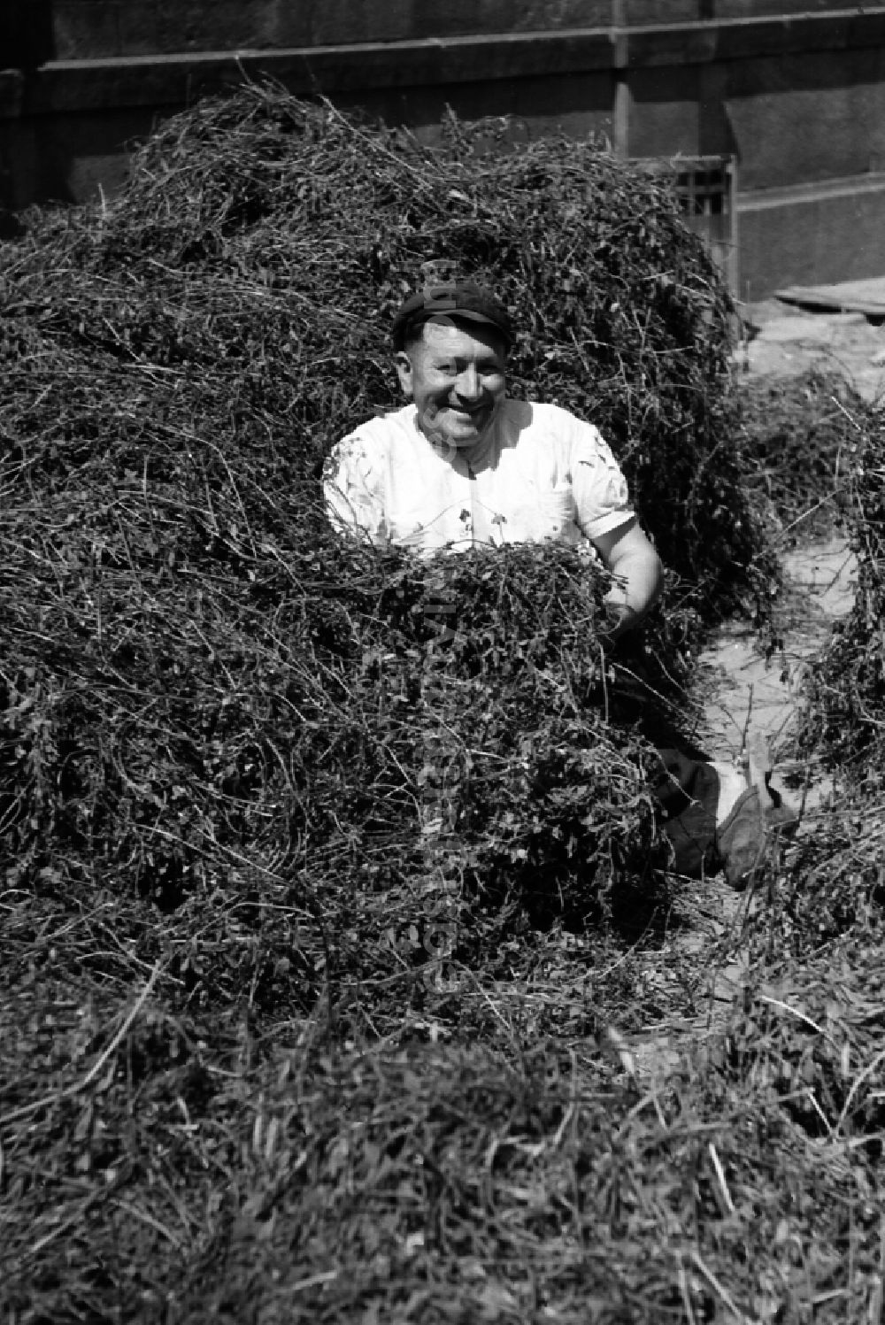 GDR image archive: Dresden - Man sitting laughing in a heap of the crop alfalfa in an publicly owned property animal breeding in Pillnitz in Dresden in the state Saxony on the territory of the former GDR, German Democratic Republic