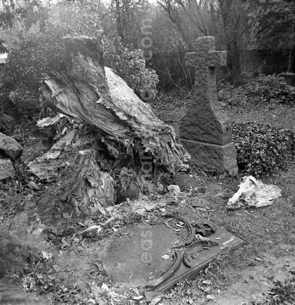 GDR image archive: Potsdam - Inscription of a cultural-historical gravestone in memory of Heinrich Wagenfuehrer after storm damage to the overgrown elm tree in the cemetery in the district Bornstedt in Potsdam in the state Brandenburg on the territory of the former GDR, German Democratic Republic