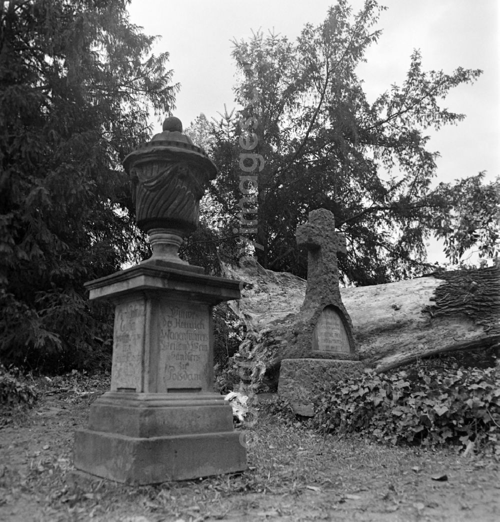GDR photo archive: Potsdam - Inscription of a cultural-historical gravestone in memory of Heinrich Wagenfuehrer after storm damage to the overgrown elm tree in the cemetery in the district Bornstedt in Potsdam in the state Brandenburg on the territory of the former GDR, German Democratic Republic