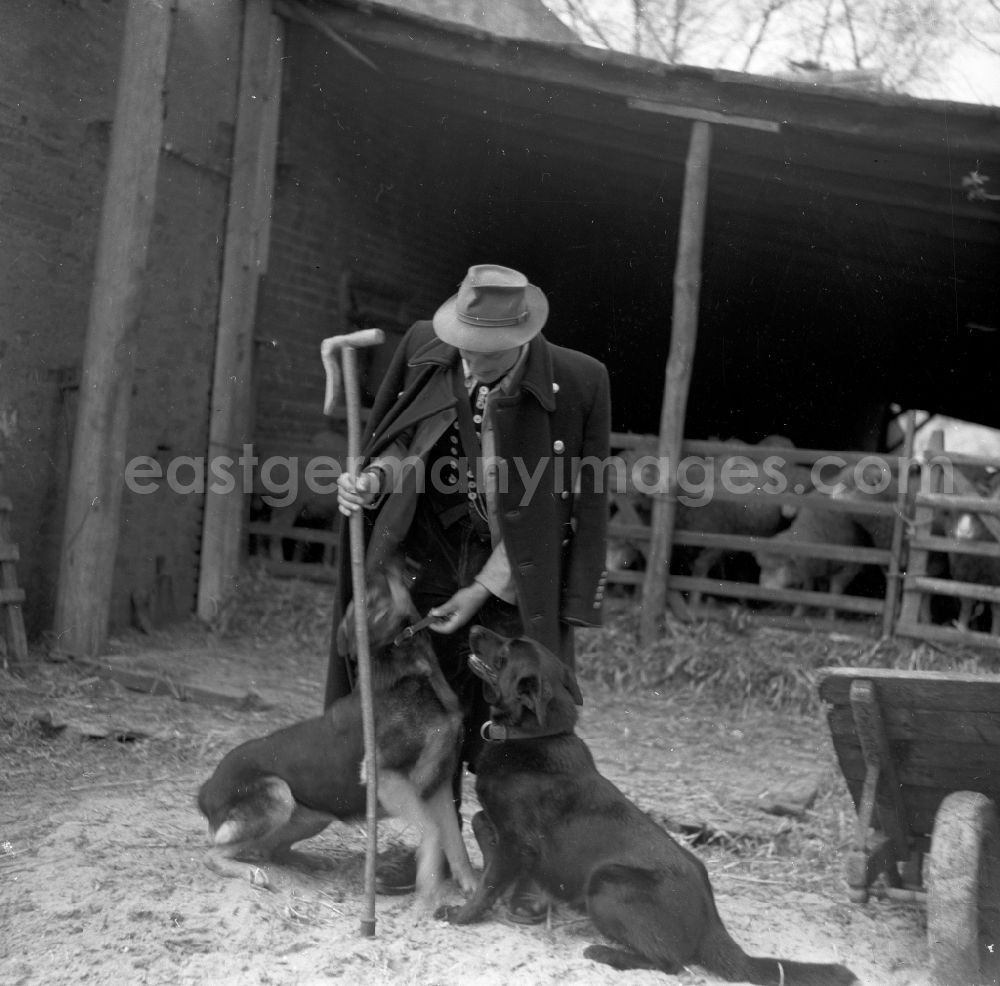 GDR image archive: Arnstadt - Young shepherd in traditional national costume with his sheepdogs in Arnstadt in the federal state Thuringia in the area of the former GDR, German democratic republic