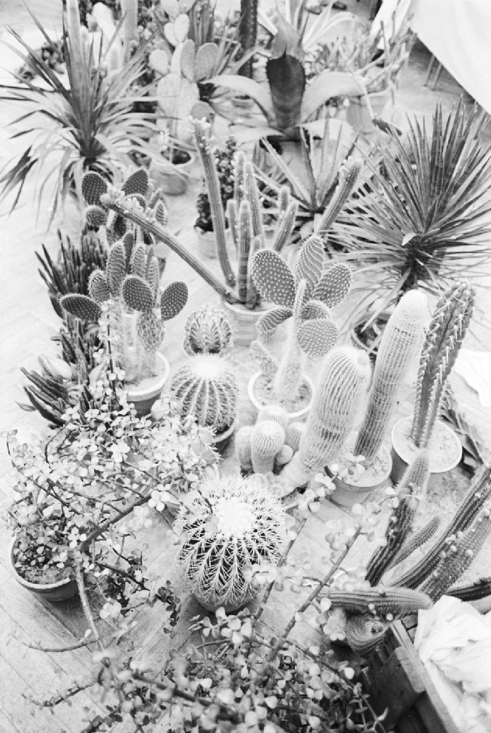 GDR picture archive: Berlin - Cacti exhibition in the Cultural center Karlshorst in Berlin-Lichtenberg, the former capital of the GDR, German Democratic Republic