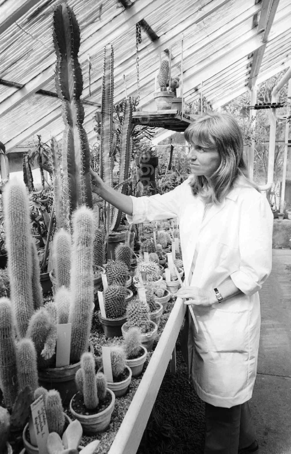 GDR photo archive: Berlin - An employee controls the cactus breeding of the Spaeth - Arboretums on pest infestation in Berlin, the former capital of the GDR, German democratic republic