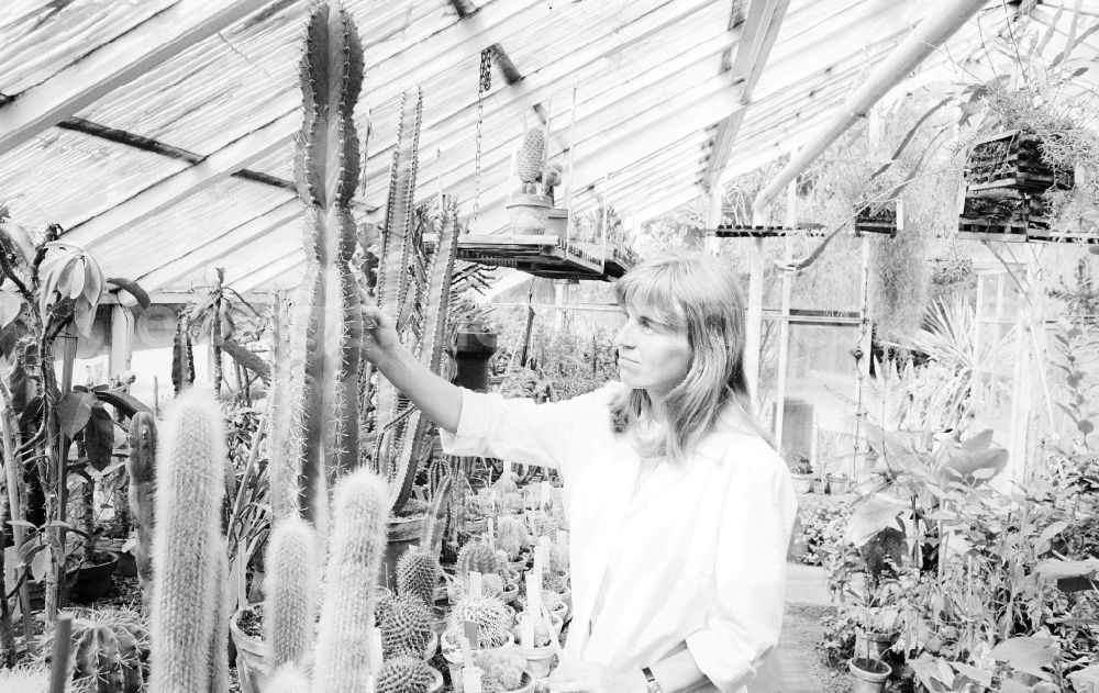 GDR picture archive: Berlin - An employee controls the cactus breeding of the Spaeth - Arboretums on pest infestation in Berlin, the former capital of the GDR, German democratic republic