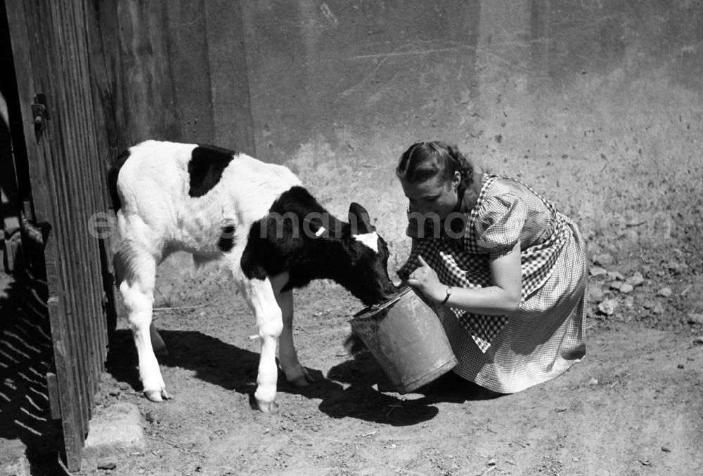 GDR picture archive: Dresden - Woman feeding a calf from a bucket in an publicly owned property animal breeding in Pillnitz in Dresden in the state Saxony on the territory of the former GDR, German Democratic Republic
