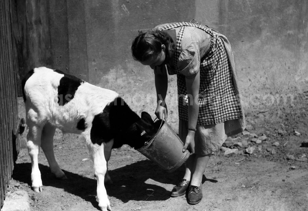 Dresden: Woman feeding a calf from a bucket in an publicly owned property animal breeding in Pillnitz in Dresden in the state Saxony on the territory of the former GDR, German Democratic Republic